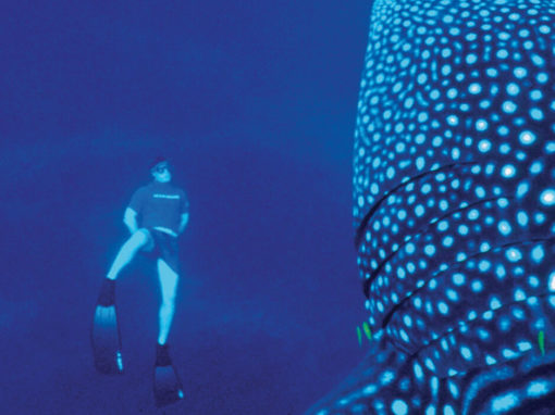 Save Our Seas Foundation